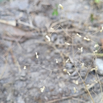 Briza minor (Shivery Grass) at Nambucca Heads, NSW - 17 Dec 2023 by trevorpreston