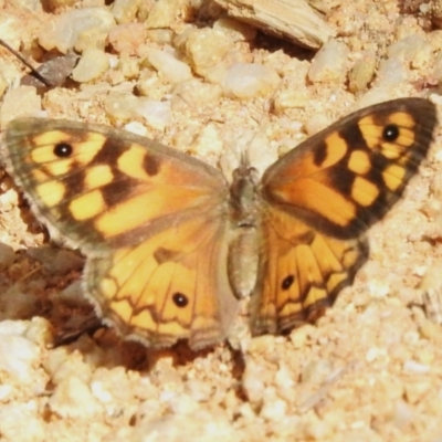 Geitoneura klugii (Marbled Xenica) at Paddys River, ACT - 16 Dec 2023 by JohnBundock