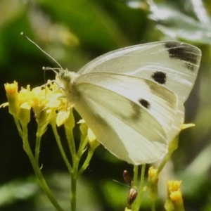 Pieris rapae at Tidbinbilla Nature Reserve - 17 Dec 2023