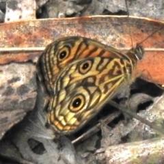 Geitoneura acantha (Ringed Xenica) at Tidbinbilla Nature Reserve - 17 Dec 2023 by JohnBundock