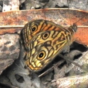 Geitoneura acantha at Tidbinbilla Nature Reserve - 17 Dec 2023 09:25 AM