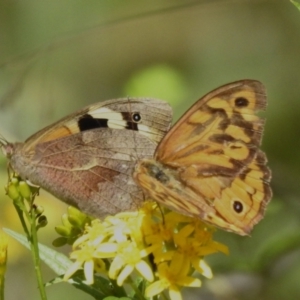 Heteronympha merope at Tidbinbilla Nature Reserve - 17 Dec 2023 02:03 PM