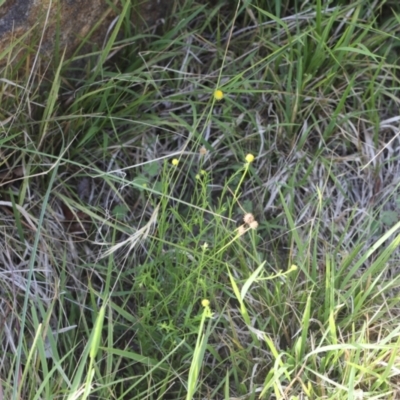 Calotis lappulacea (Yellow Burr Daisy) at Lyons, ACT - 17 Dec 2023 by ran452