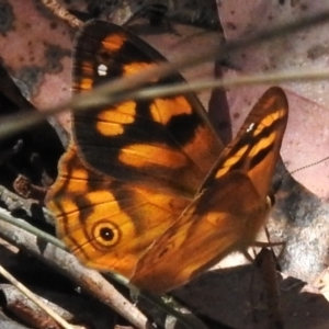 Heteronympha solandri at Namadgi National Park - 17 Dec 2023