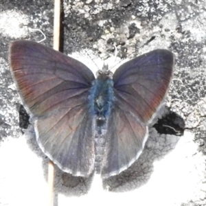 Erina hyacinthina at Tidbinbilla Nature Reserve - 17 Dec 2023 01:03 PM