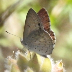 Erina hyacinthina at Tidbinbilla Nature Reserve - 17 Dec 2023 01:03 PM