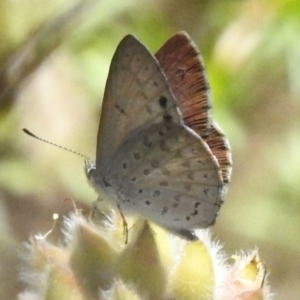 Erina hyacinthina at Tidbinbilla Nature Reserve - 17 Dec 2023