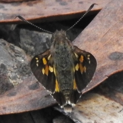 Trapezites phigalioides (Montane Ochre) at Namadgi National Park - 17 Dec 2023 by JohnBundock