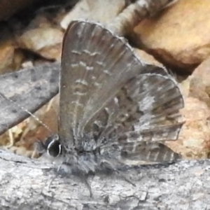 Neolucia agricola at Tidbinbilla Nature Reserve - 17 Dec 2023