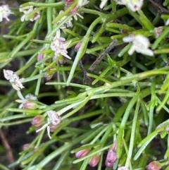 Myriophyllum lophatum (Crested Water-milfoil) at Paddys River, ACT - 17 Dec 2023 by JaneR