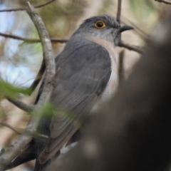 Cacomantis flabelliformis (Fan-tailed Cuckoo) at Paddys River, ACT - 17 Dec 2023 by JohnBundock