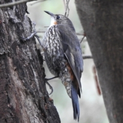 Cormobates leucophaea (White-throated Treecreeper) at Paddys River, ACT - 16 Dec 2023 by JohnBundock