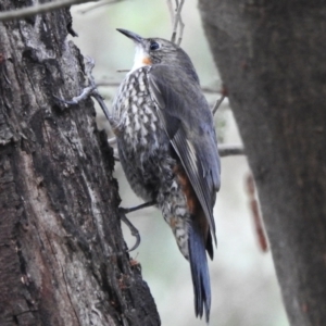 Cormobates leucophaea at Paddys River, ACT - 17 Dec 2023