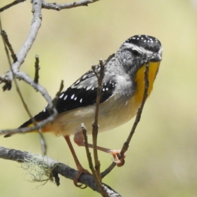 Pardalotus punctatus (Spotted Pardalote) at Paddys River, ACT - 17 Dec 2023 by JohnBundock