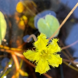 Nymphoides montana at Gibraltar Pines - 17 Dec 2023