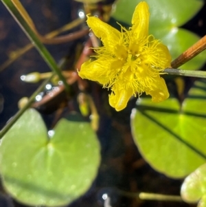 Nymphoides montana at Gibraltar Pines - 17 Dec 2023