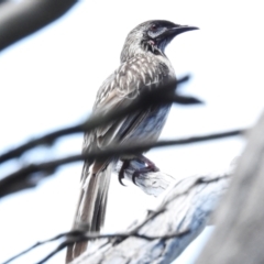 Anthochaera carunculata (Red Wattlebird) at Tidbinbilla Nature Reserve - 17 Dec 2023 by JohnBundock