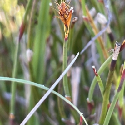 Empodisma minus (Spreading Rope-rush) at Paddys River, ACT - 17 Dec 2023 by JaneR