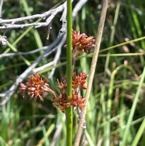 Juncus phaeanthus at Gibraltar Pines - 17 Dec 2023 02:26 PM