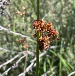 Juncus phaeanthus at Gibraltar Pines - 17 Dec 2023 02:26 PM