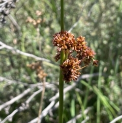 Juncus phaeanthus at Gibraltar Pines - 17 Dec 2023