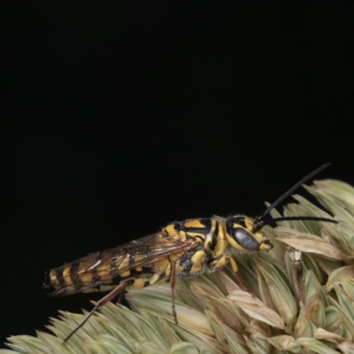 Thynninae (subfamily) (Smooth flower wasp) at Murrumbateman, NSW - 17 Dec 2023 by amiessmacro