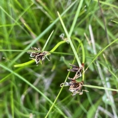 Schoenus apogon (Common Bog Sedge) at Paddys River, ACT - 17 Dec 2023 by JaneR