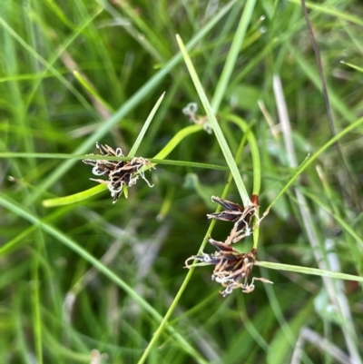 Schoenus apogon (Common Bog Sedge) at Gibraltar Pines - 17 Dec 2023 by JaneR