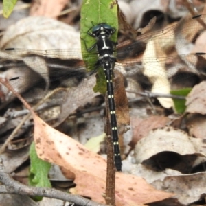 Eusynthemis guttata at Tidbinbilla Nature Reserve - 17 Dec 2023