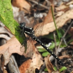 Eusynthemis guttata at Tidbinbilla Nature Reserve - 17 Dec 2023 10:24 AM