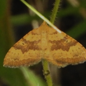 Chrysolarentia correlata at Tidbinbilla Nature Reserve - 17 Dec 2023