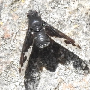 Anthrax maculatus at Namadgi National Park - 17 Dec 2023