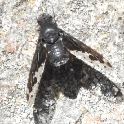 Anthrax maculatus (A bee fly) at Cotter River, ACT - 17 Dec 2023 by JohnBundock