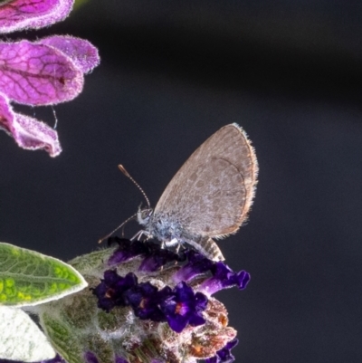 Zizina otis (Common Grass-Blue) at Murrumbateman, NSW - 15 Dec 2023 by amiessmacro