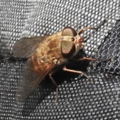 Dasybasis sp. (genus) (A march fly) at Cotter River, ACT - 17 Dec 2023 by JohnBundock