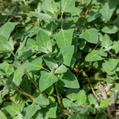 Einadia trigonos (Fishweed) at QPRC LGA - 22 Nov 2023 by MelitaMilner