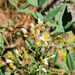 Nandina domestica (Sacred Bamboo) at Isaacs Ridge and Nearby - 17 Dec 2023 by Mike