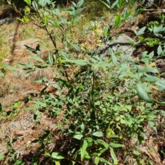 Nandina domestica at Isaacs Pines (ICP) - 18 Dec 2023 10:33 AM