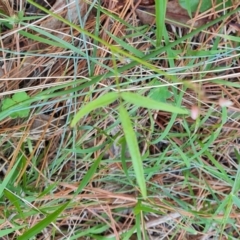 Grona varians (Slender Tick-Trefoil) at Isaacs Pines (ICP) - 18 Dec 2023 by Mike