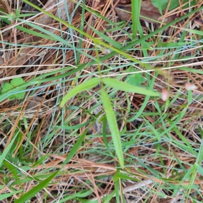 Grona varians (Slender Tick-Trefoil) at Isaacs Ridge and Nearby - 17 Dec 2023 by Mike