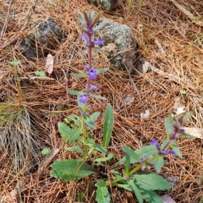 Ajuga australis (Austral Bugle) at Isaacs Ridge and Nearby - 17 Dec 2023 by Mike
