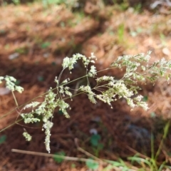 Poa sp. (A Snow Grass) at Isaacs Ridge and Nearby - 17 Dec 2023 by Mike