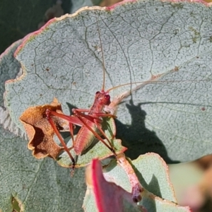 Caedicia simplex at Isaacs Ridge - 17 Dec 2023