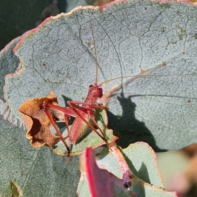 Caedicia simplex (Common Garden Katydid) at Isaacs Ridge - 17 Dec 2023 by Mike