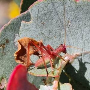 Caedicia simplex at Isaacs Ridge - 17 Dec 2023