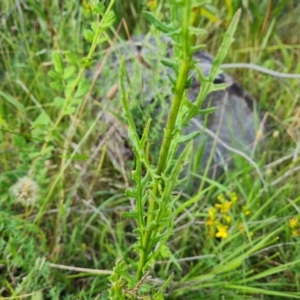 Senecio bathurstianus at Isaacs Ridge and Nearby - 17 Dec 2023 09:18 AM