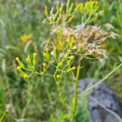 Senecio bathurstianus at Isaacs Ridge and Nearby - 17 Dec 2023 09:18 AM