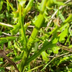 Senecio bathurstianus at Isaacs Ridge and Nearby - 17 Dec 2023 09:18 AM