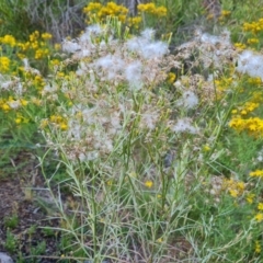 Senecio quadridentatus (Cotton Fireweed) at Isaacs, ACT - 17 Dec 2023 by Mike