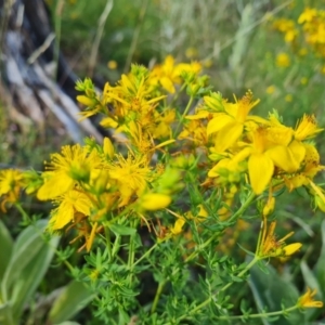 Hypericum perforatum at Isaacs Ridge and Nearby - 17 Dec 2023 09:14 AM